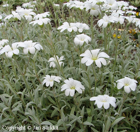 Hopeahärkki - silverarv - Cerastium tomentosum Hopeahärkki - silverarv - Cerastium tomentosum